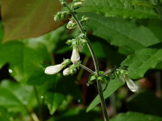 {Penstemon pallidus}